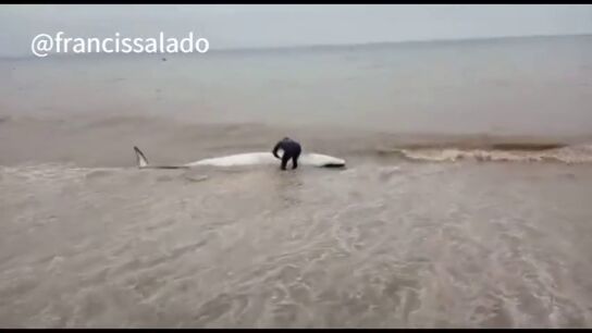El heroico acto de un vecino de M&aacute;laga: salva la vida de una ballena varada empuj&aacute;ndola hasta el mar