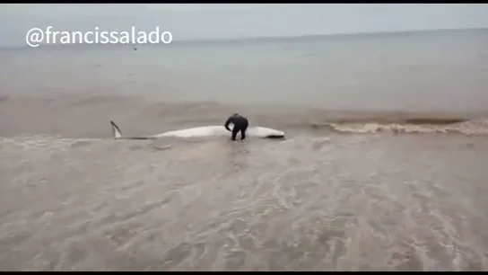 El heroico acto de un vecino de Málaga: salva la vida de una ballena varada empujándola hasta el mar El heroico acto de un vecino de Málaga: salva la vida de una ballena varada empujándola hasta el mar