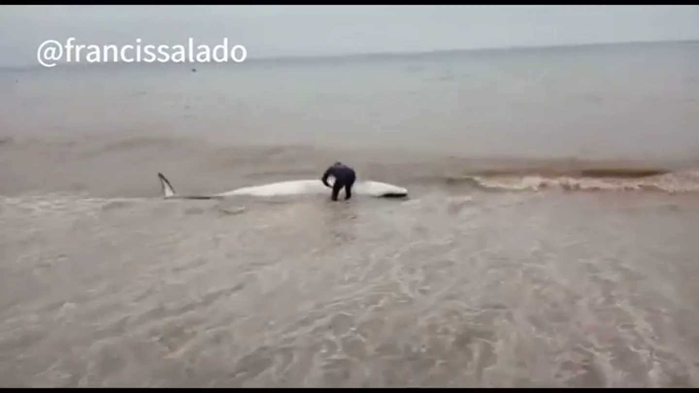 El heroico acto de un vecino de Málaga: salva la vida de una ballena varada empujándola hasta el mar El heroico acto de un vecino de Málaga: salva la vida de una ballena varada empujándola hasta el mar