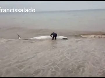 El heroico acto de un vecino de Málaga: salva la vida de una ballena varada empujándola hasta el mar El heroico acto de un vecino de Málaga: salva la vida de una ballena varada empujándola hasta el mar