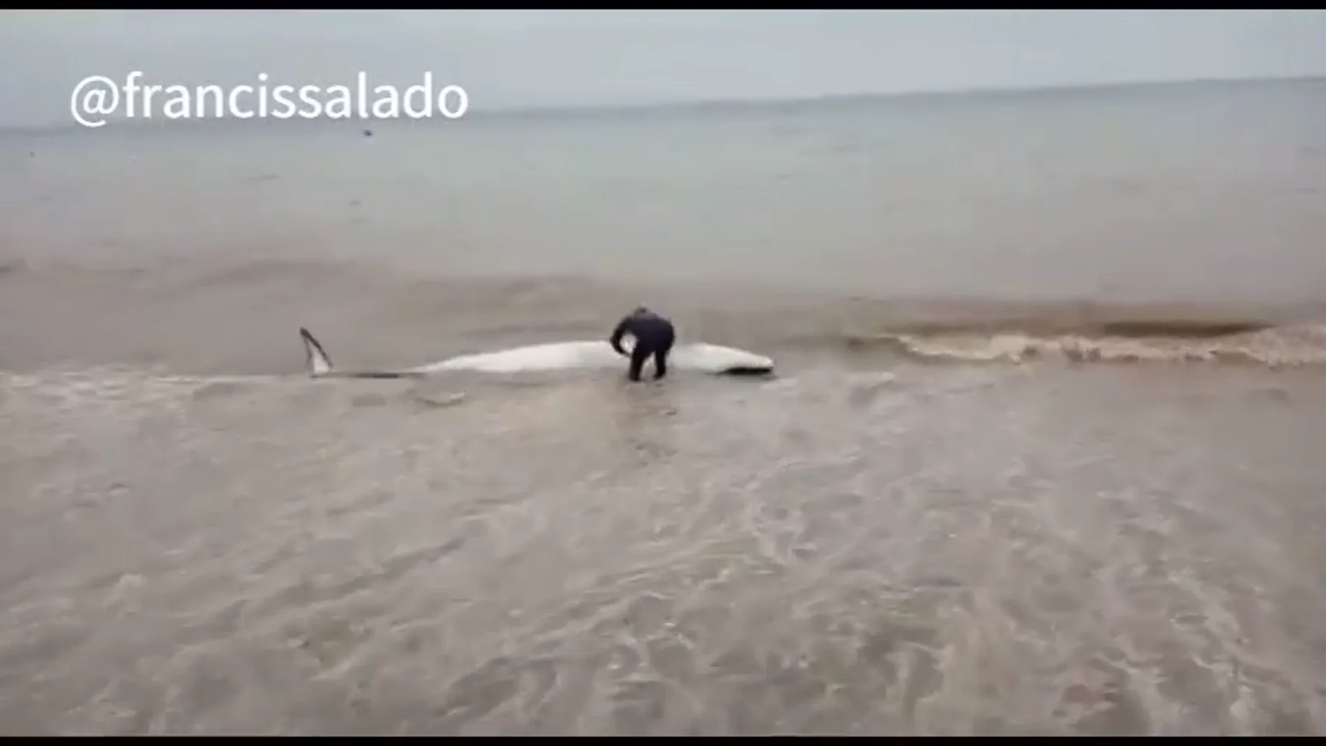 El heroico acto de un vecino de Málaga: salva la vida de una ballena varada empujándola hasta el mar