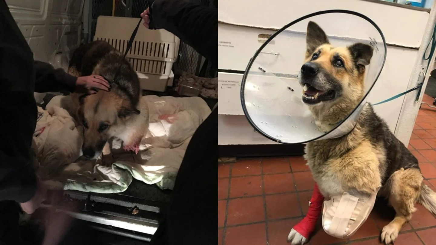 Zoe, la perra herida en su pata izquierda. Zoe, la perra herida en su pata izquierda.