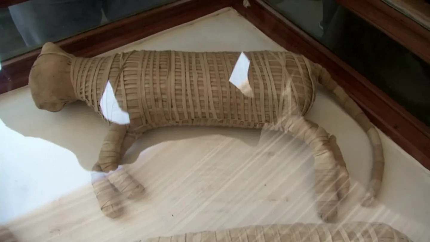 Gato momificado. Gato momificado.