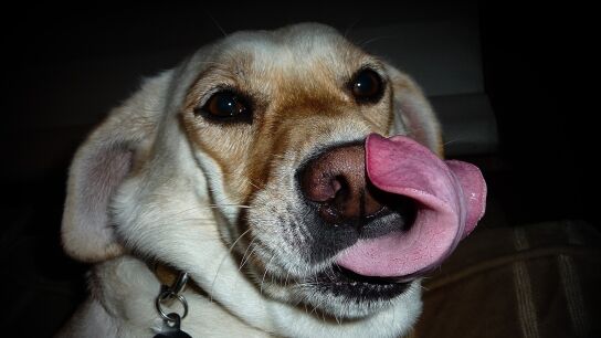 Perro