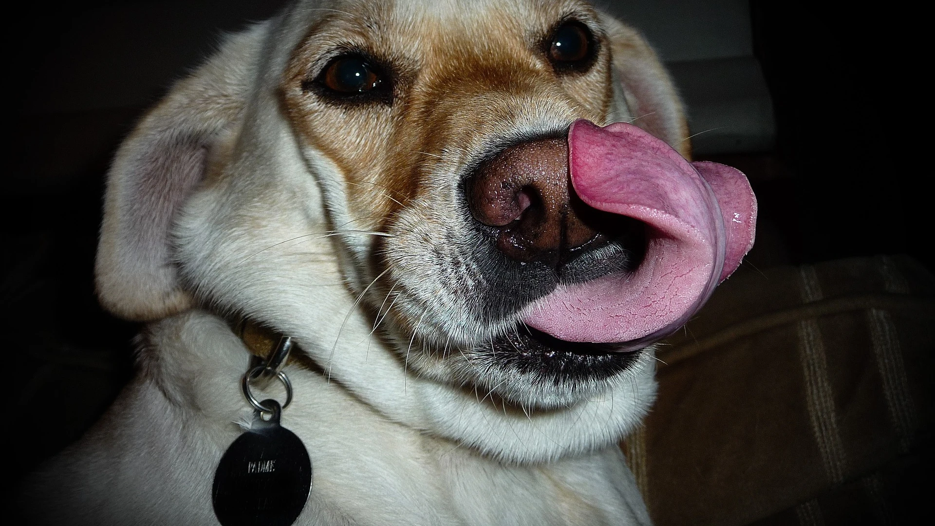 Perro Perro