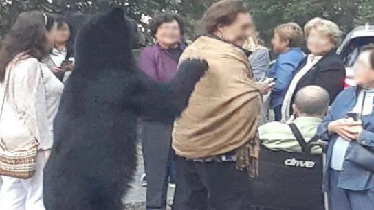 Momento en el que oso acaricia el pelo a la mujer. Momento en el que oso acaricia el pelo a la mujer.