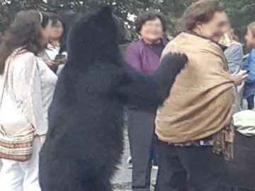 Momento en el que oso acaricia el pelo a la mujer. Momento en el que oso acaricia el pelo a la mujer.
