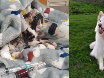 Imágenes de la gata tras su recuperación y de la perra que le donó su sangre. Imágenes de la gata tras su recuperación y de la perra que le donó su sangre.