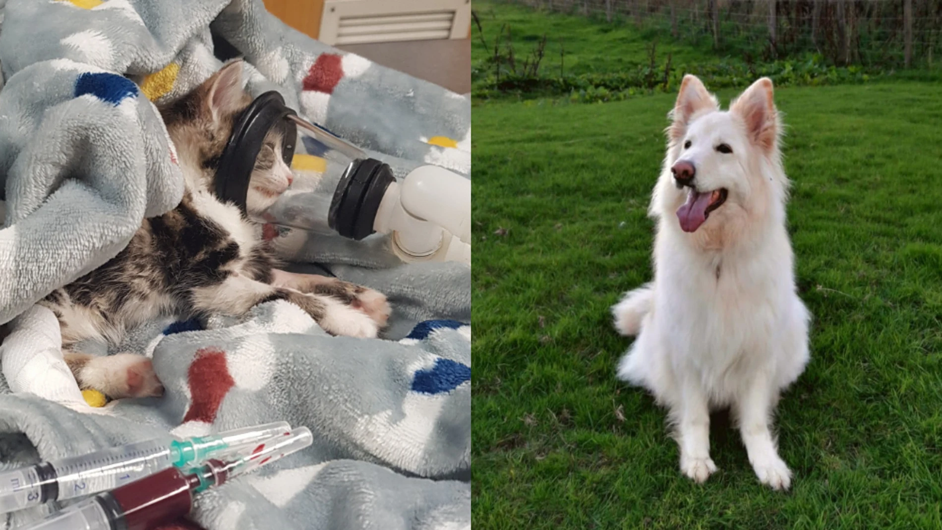 Imágenes de la gata tras su recuperación y de la perra que le donó su sangre.