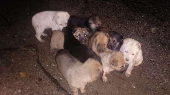 Imagen de los cachorros cuando fueron encontrados. Imagen de los cachorros cuando fueron encontrados.
