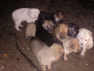 Imagen de los cachorros cuando fueron encontrados. Imagen de los cachorros cuando fueron encontrados.