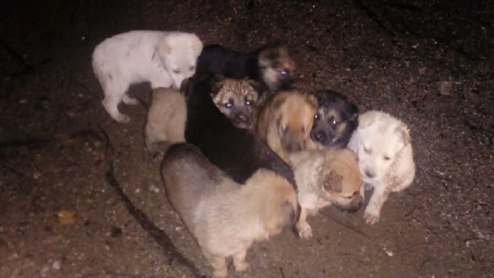 Imagen de los cachorros cuando fueron encontrados. 