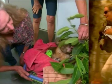 Imagen del reencuentro entre un koala y su salvadora en Australia Imagen del reencuentro entre un koala y su salvadora en Australia