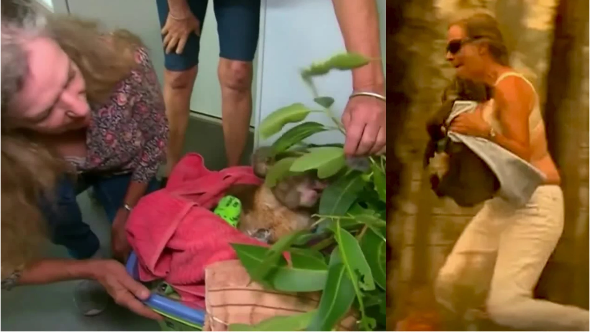 Imagen del reencuentro entre un koala y su salvadora en Australia