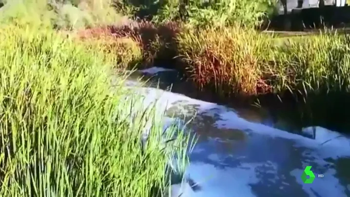 Denuncian un nuevo vertido contaminante al río Guadaíra, en Sevilla Denuncian un nuevo vertido contaminante al río Guadaíra, en Sevilla