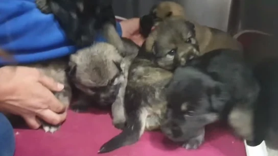 Los cachorros de la perrita asesinada en Lugo Los cachorros de la perrita asesinada en Lugo