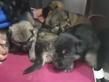 Los cachorros de la perrita asesinada en Lugo Los cachorros de la perrita asesinada en Lugo