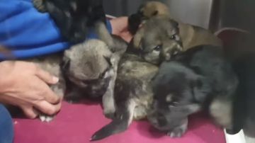 Los cachorros de la perrita asesinada en Lugo
