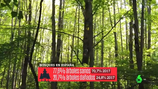 Los bosques, los otros grandes afectados por el cambio climático: sufrimos más incendios, más plagas y sequías más largas Los bosques, los otros grandes afectados por el cambio climático: sufrimos más incendios, más plagas y sequías más largas
