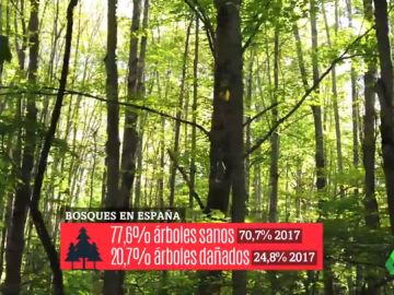 Los bosques, los otros grandes afectados por el cambio climático: sufrimos más incendios, más plagas y sequías más largas Los bosques, los otros grandes afectados por el cambio climático: sufrimos más incendios, más plagas y sequías más largas