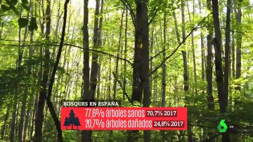 Los bosques, los otros grandes afectados por el cambio climático: sufrimos más incendios, más plagas y sequías más largas