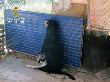 Imagen de un perro encontrado muerto en una parcela de Murcia Imagen de un perro encontrado muerto en una parcela de Murcia
