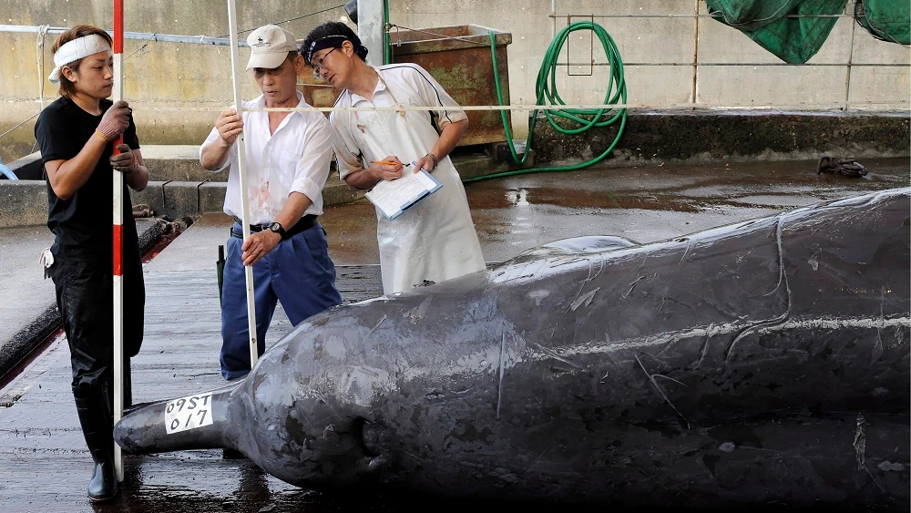 Imagen de archivo de la caza de ballenas