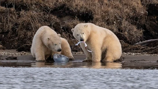 Dos oseznos jugando con restos de basura Dos oseznos jugando con restos de basura