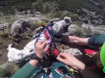 RESCATEPERROS RESCATEPERROS