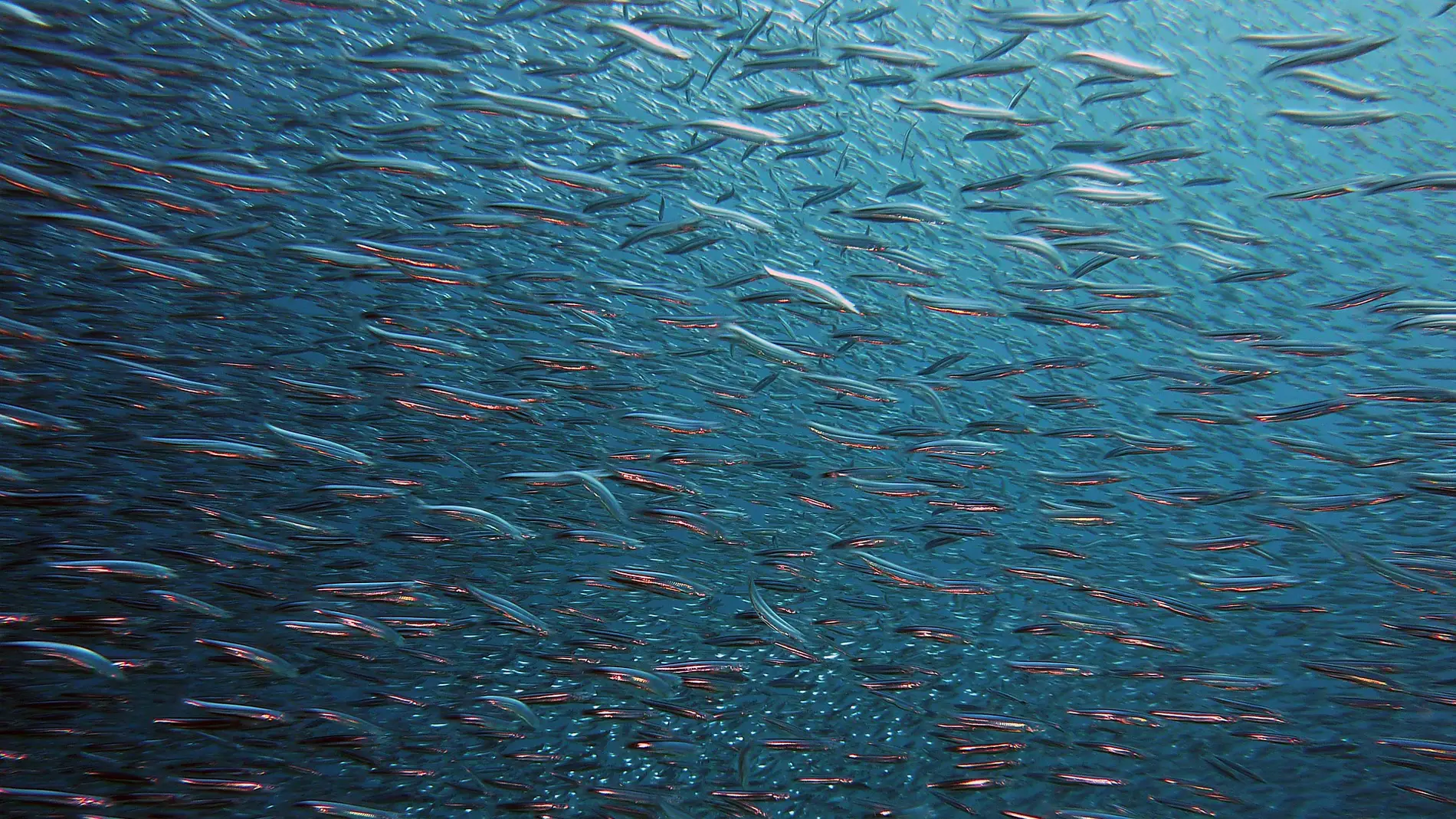 Las especies marinas cada vez mas amenazadas por la falta de oxigeno