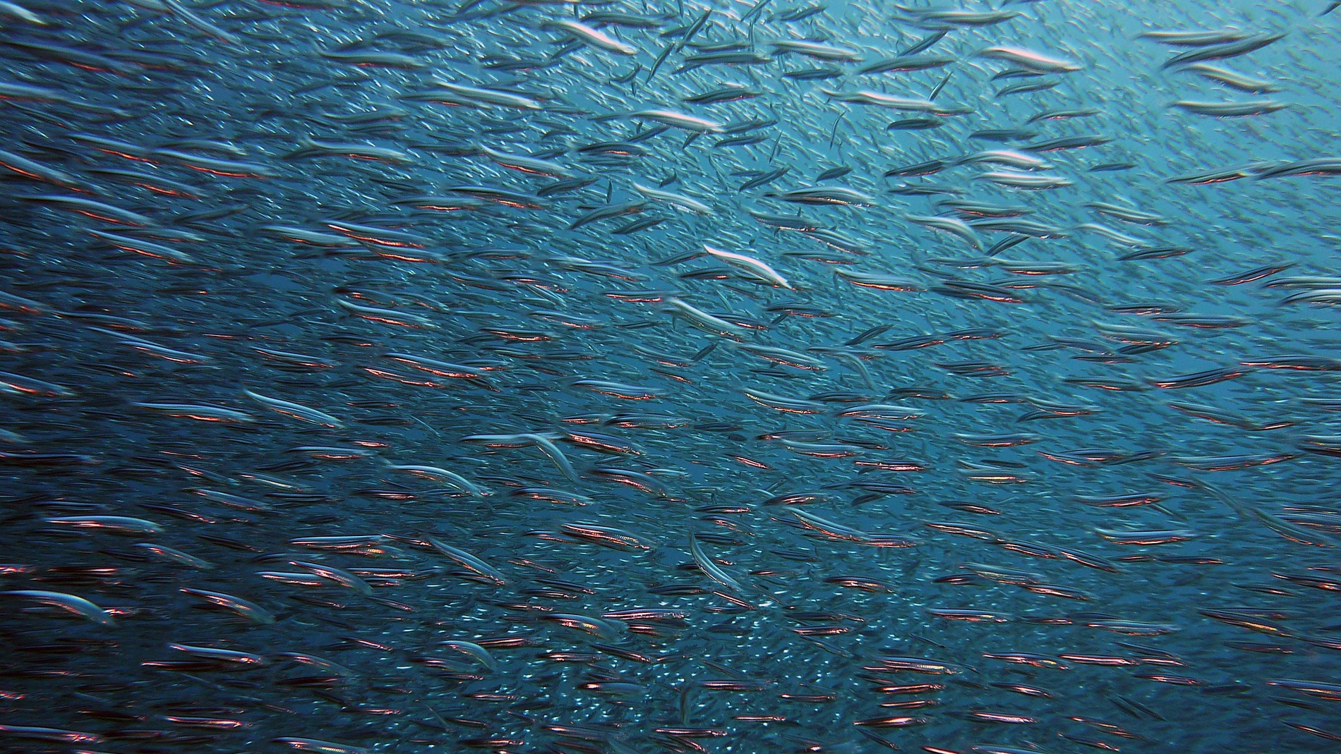 Las especies marinas cada vez mas amenazadas por la falta de oxigeno