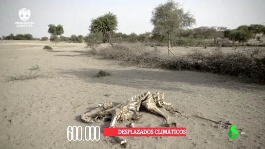 Vivir en Somalilandia, la prueba de las terribles consecuencias del cambio climático: la sequía lo ha arrasado todo Vivir en Somalilandia, la prueba de las terribles consecuencias del cambio climático: la sequía lo ha arrasado todo