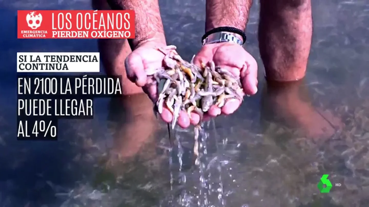 Los principales pulmones del planeta, amenazados: los océanos han perdido un 2% del oxígeno en sólo 50 años Los principales pulmones del planeta, amenazados: los océanos han perdido un 2% del oxígeno en sólo 50 años