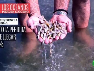 Los principales pulmones del planeta, amenazados: los océanos han perdido un 2% del oxígeno en sólo 50 años Los principales pulmones del planeta, amenazados: los océanos han perdido un 2% del oxígeno en sólo 50 años