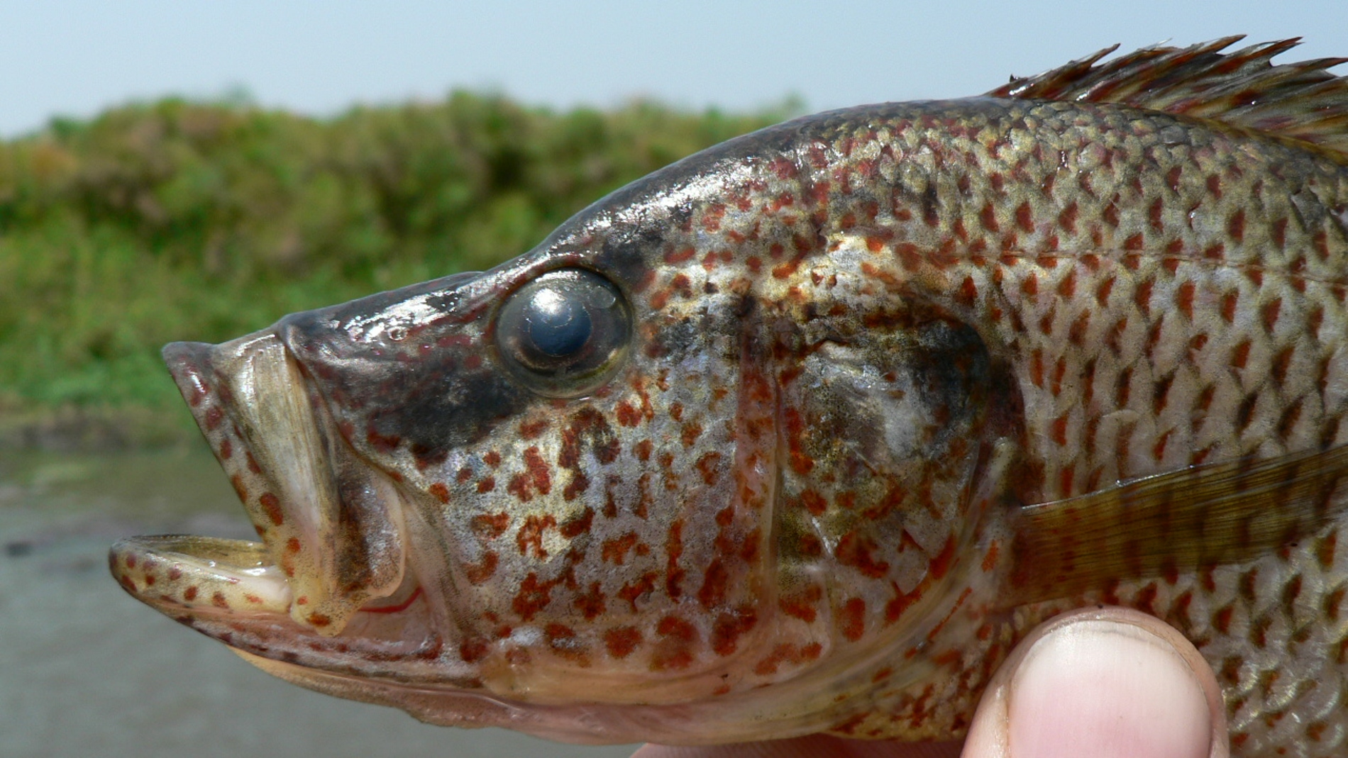 Las hembras de estos peces generan nuevas especies al confundirse de pareja