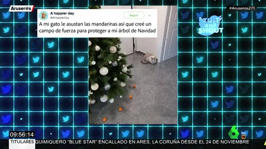 gatos gatos