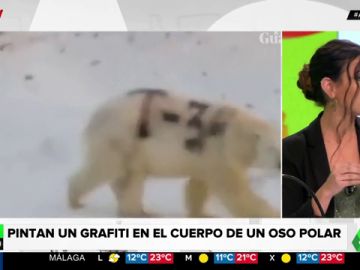 Por qué el grafiti pintado en un oso polar supone una condena a muerte para el animal Por qué el grafiti pintado en un oso polar supone una condena a muerte para el animal