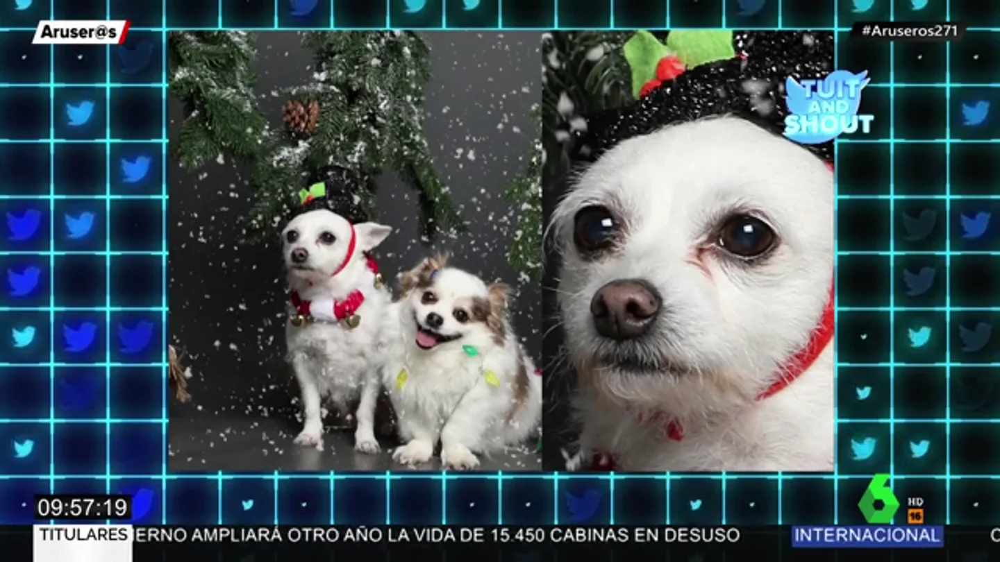 perros perros