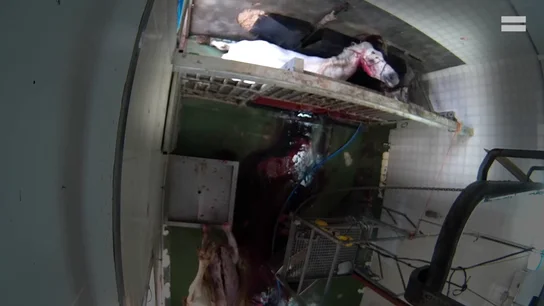 El impactante vídeo del maltrato animal en un matadero de Caudete, Albacete El impactante vídeo del maltrato animal en un matadero de Caudete, Albacete