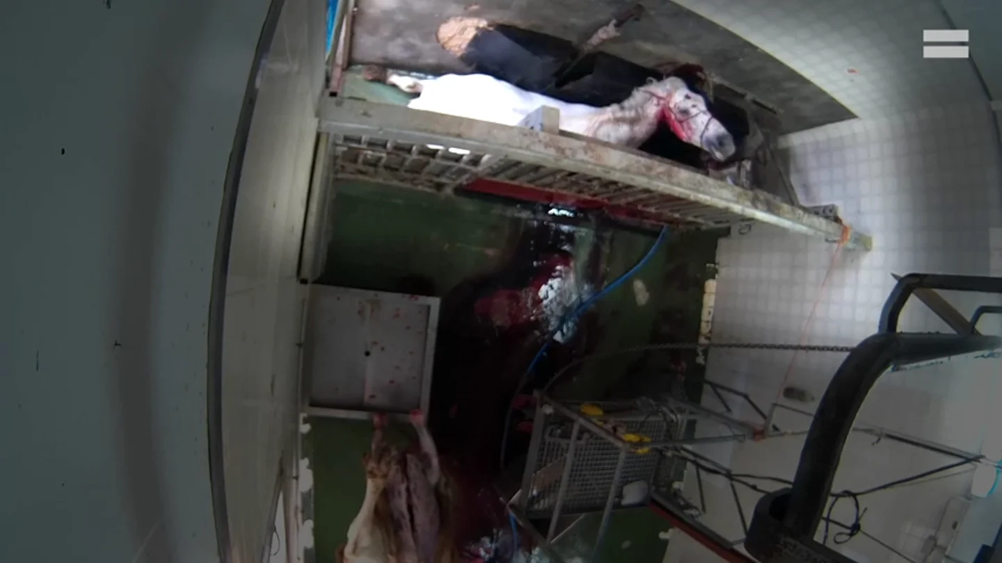 El impactante vídeo del maltrato animal en un matadero de Caudete, Albacete El impactante vídeo del maltrato animal en un matadero de Caudete, Albacete