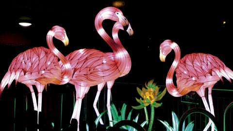Animales del arca