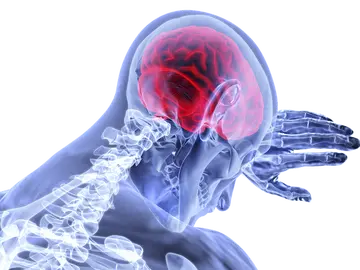 Cerebro Cerebro