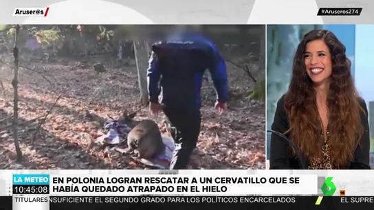 a razón por la que no tienes que rescatar a un animal salvaje en peligro a razón por la que no tienes que rescatar a un animal salvaje en peligro