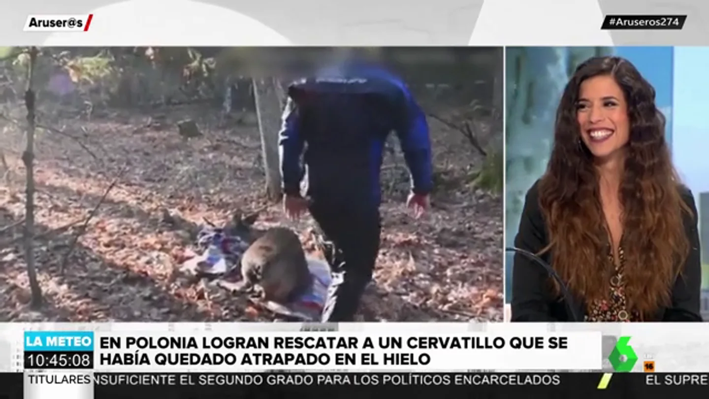 a razón por la que no tienes que rescatar a un animal salvaje en peligro a razón por la que no tienes que rescatar a un animal salvaje en peligro