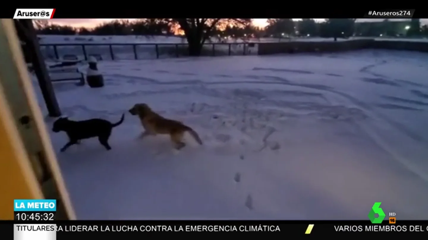 La reacción de dos perros al salir a un jardín lleno de nieve La reacción de dos perros al salir a un jardín lleno de nieve
