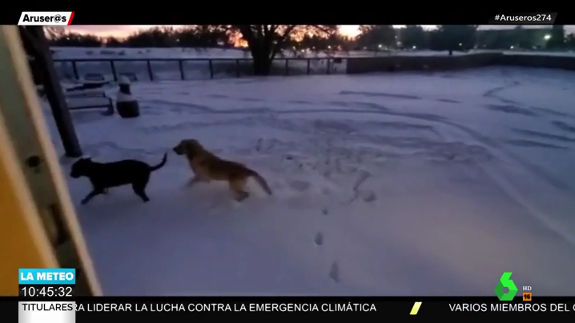 La reacción de dos perros al salir a un jardín lleno de nieve