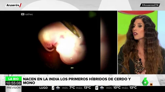 El conflicto ético que supone la creación de embriones híbridos de cerdo y mono El conflicto ético que supone la creación de embriones híbridos de cerdo y mono