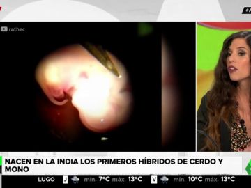 El conflicto ético que supone la creación de embriones híbridos de cerdo y mono El conflicto ético que supone la creación de embriones híbridos de cerdo y mono