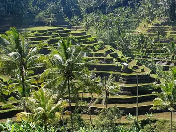Bali Bali