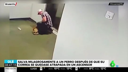perro ascensor perro ascensor